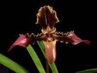 Paph. hirsutissimum v. esquirolei